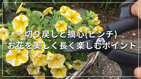 ホウセンカ 摘心|切り戻しと摘心 (ピンチ) お花を美しく長く楽しむポイント